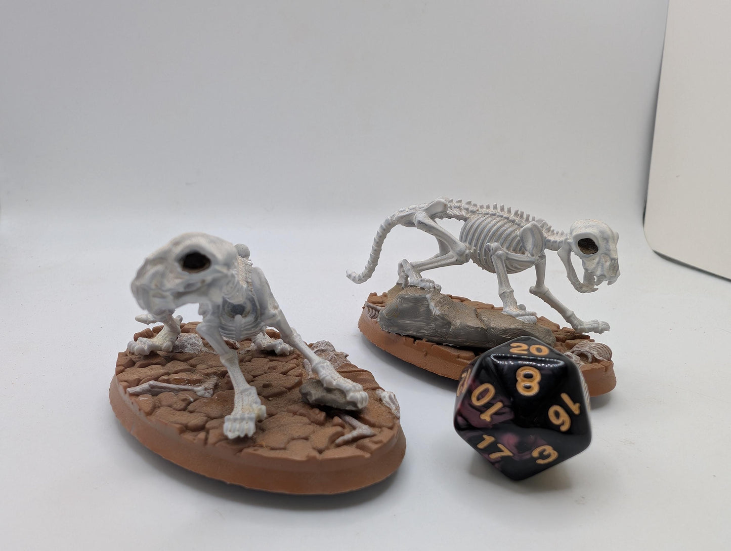 Cat Skeletons