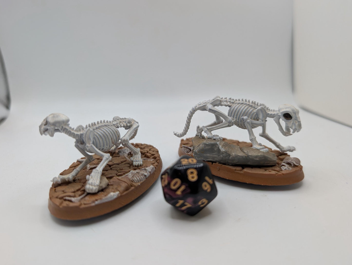 Cat Skeletons